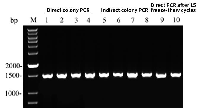 菌落直接扩增PCR试剂盒