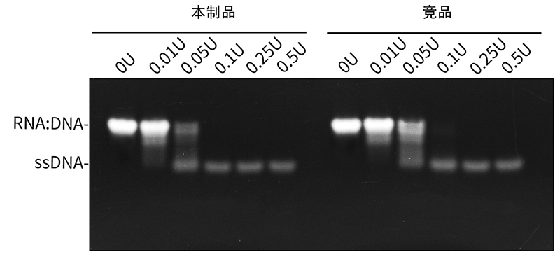 RNase H