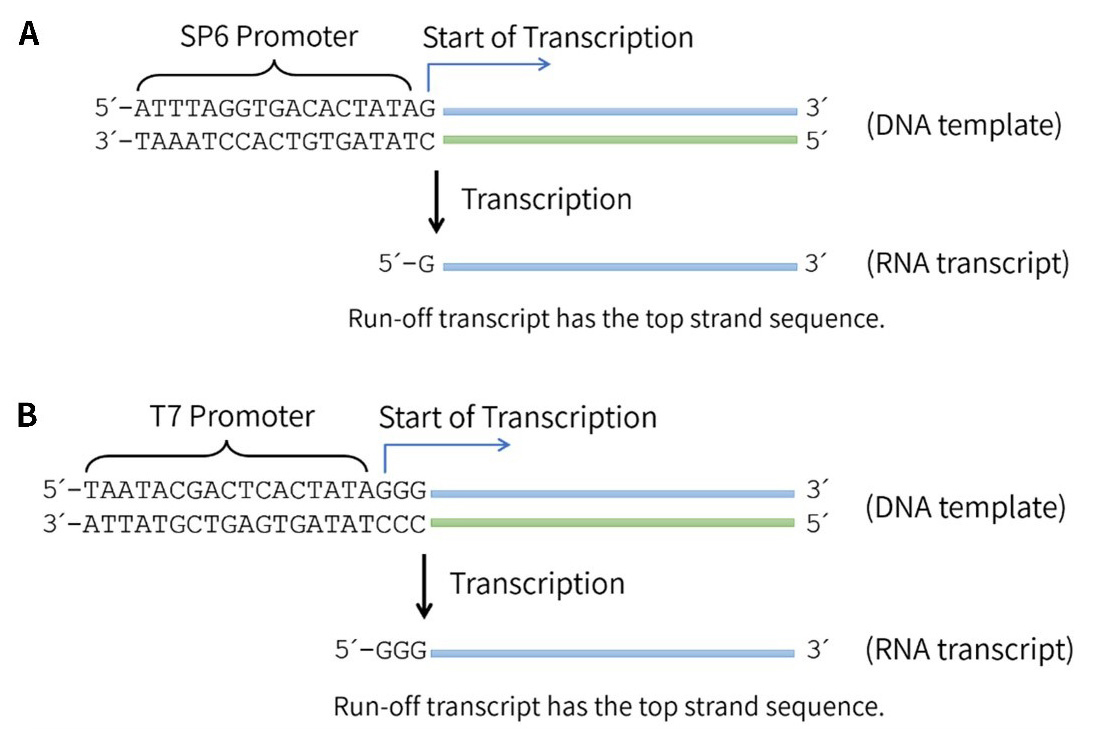 RNA生物素标记试剂盒