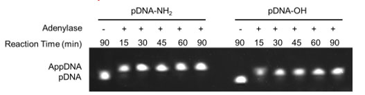5'DNA腺苷酰化试剂盒