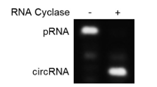 RNA环化试剂盒