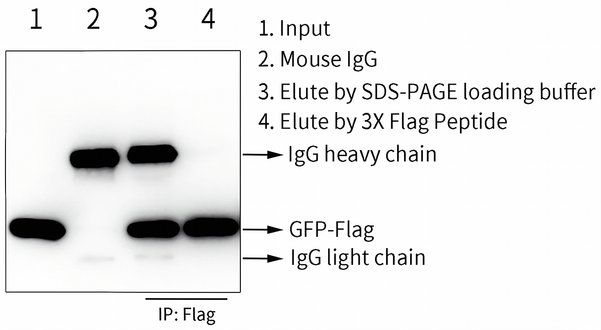 Protein A+G磁珠