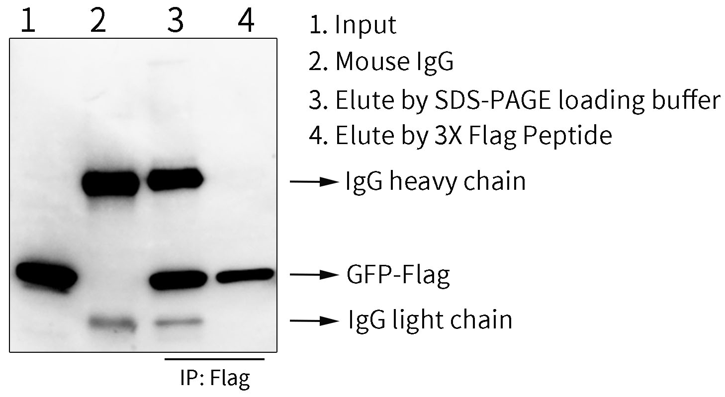 Protein A磁珠用于GFP-Flag融合蛋白的免疫沉淀效果图
