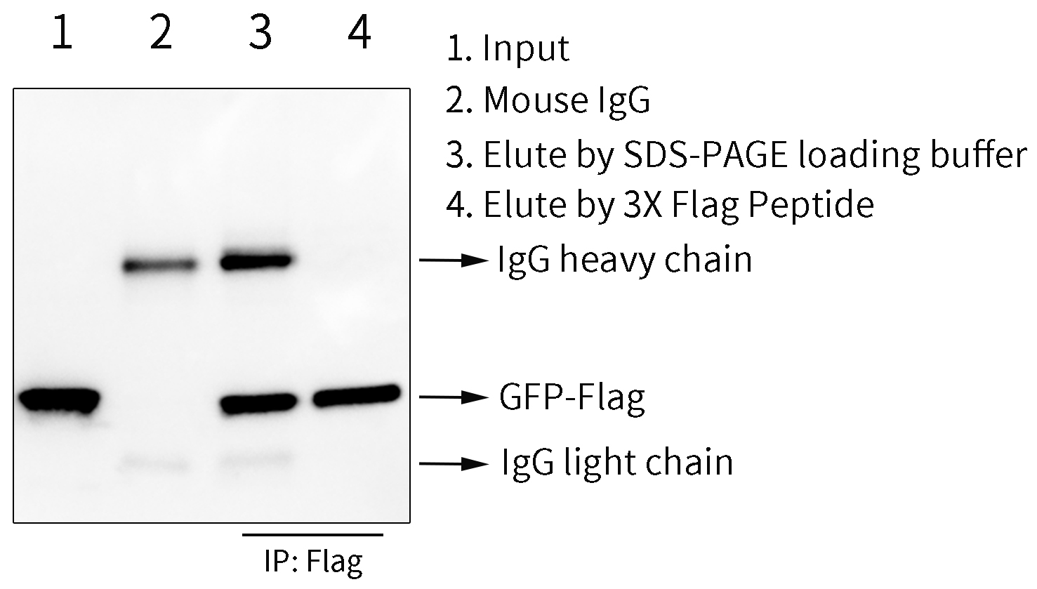BalbMag Protein G磁珠用于GFP-Flag融合蛋白的免疫沉淀效果图