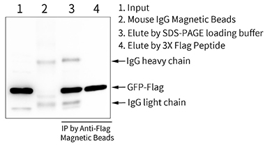 BalbMag Anti-Flag Magnetic Beads用于GFP-Flag融合蛋白的免疫沉淀效果图