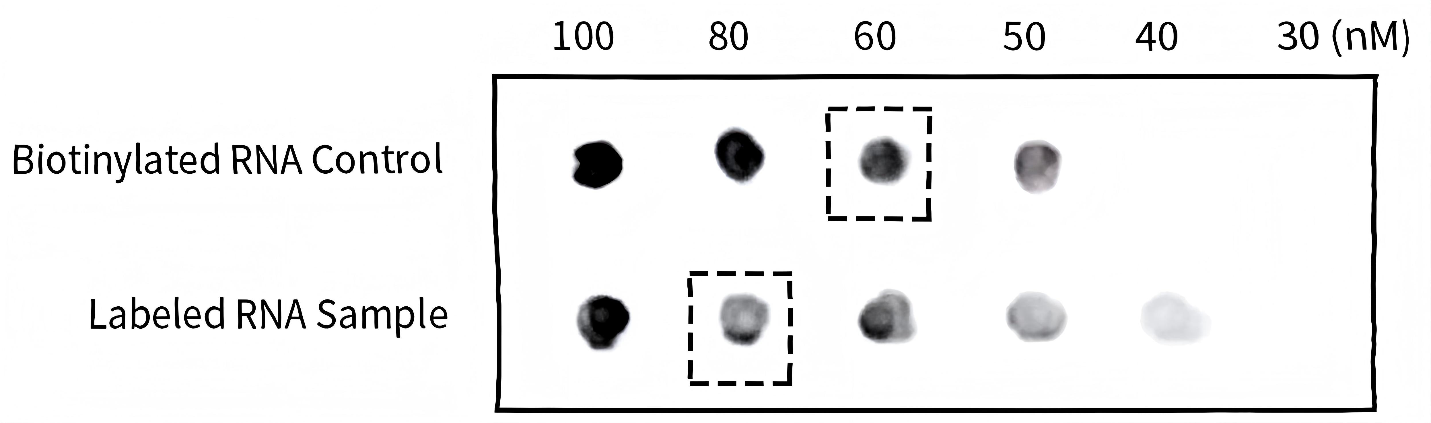 生物素标记RNA试剂盒 生物素标记RNA试剂盒