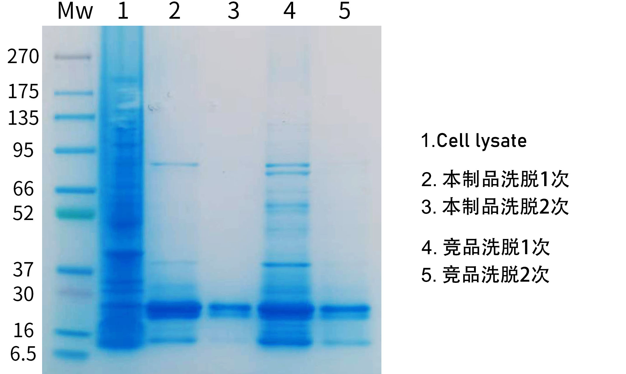 His标签蛋白纯化磁珠(IDA-Ni)