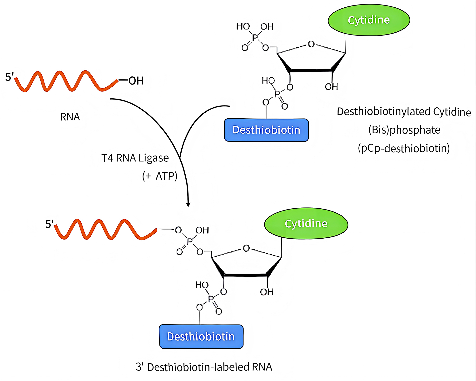 脱硫生物素标记RNA试剂盒 脱硫生物素标记RNA试剂盒
