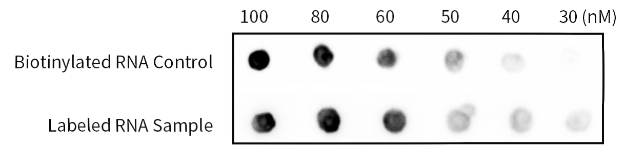 脱硫生物素标记RNA试剂盒 脱硫生物素标记RNA试剂盒