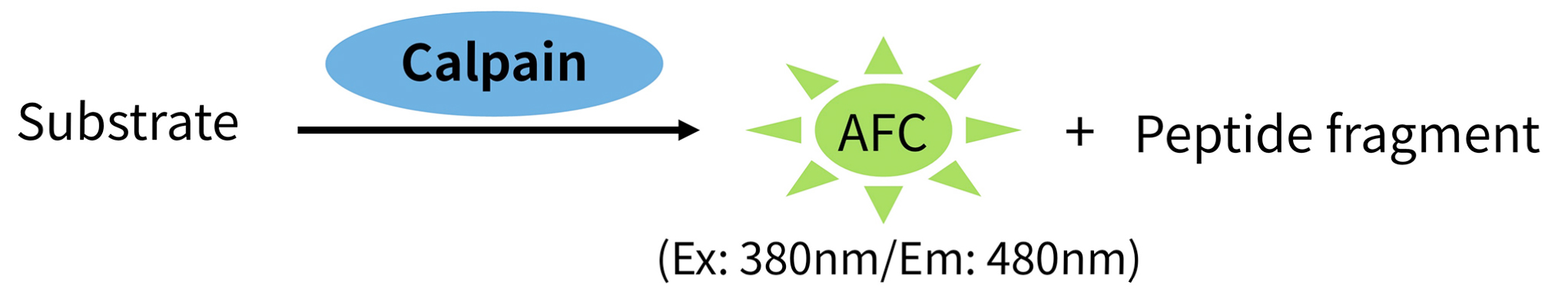 钙蛋白酶检测试剂盒