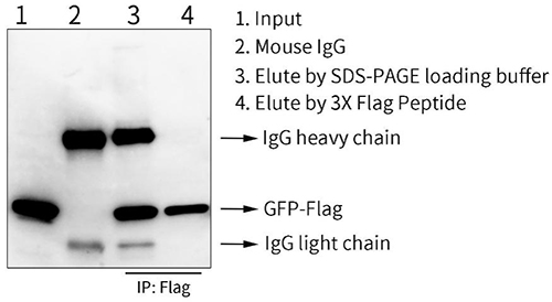 磁珠法免疫沉淀试剂盒(Protein A)