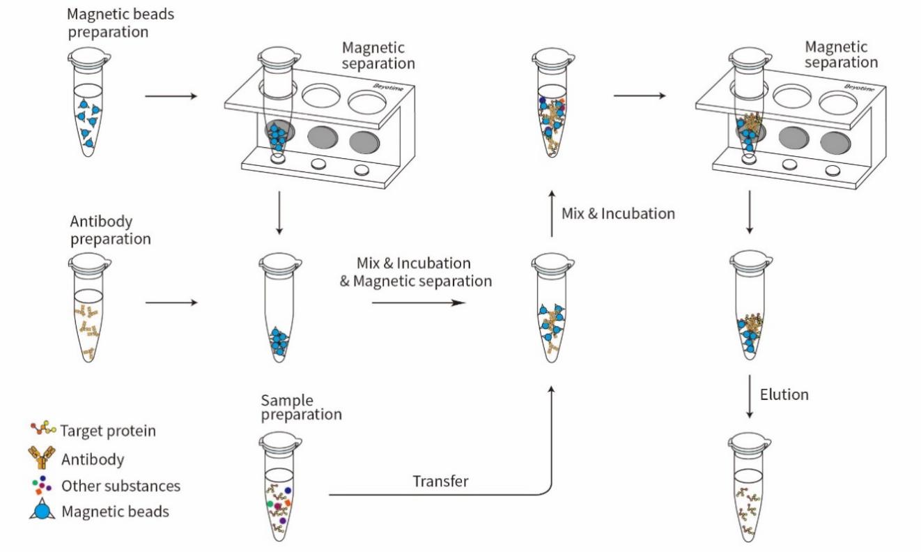 磁珠法免疫沉淀试剂盒(Protein G)免疫沉淀流程图
