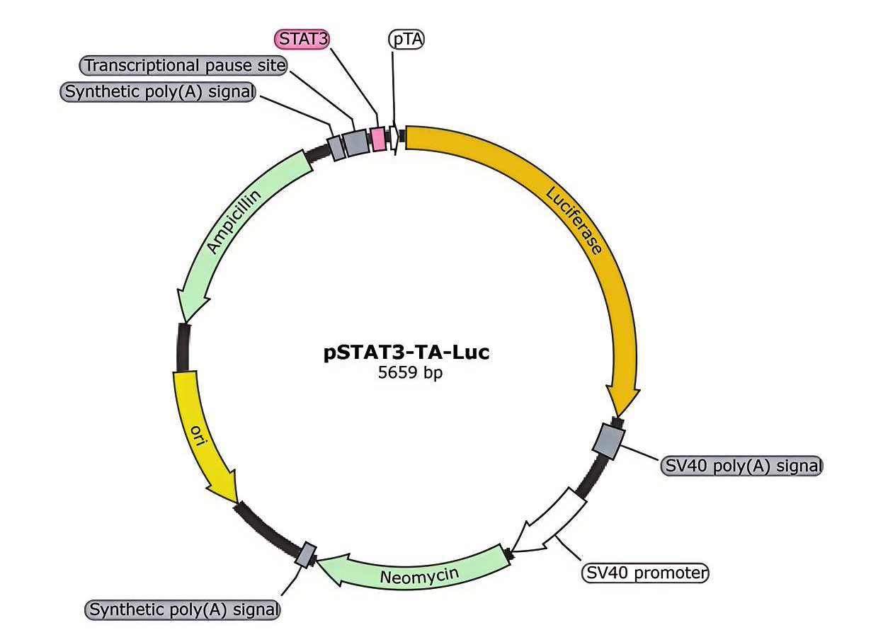 pSTAT3-TA-Luc报告基因质粒