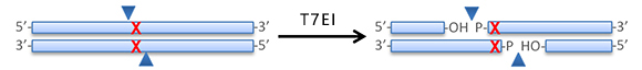 T7核酸内切酶I