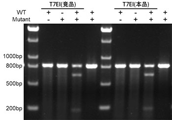 T7核酸内切酶I