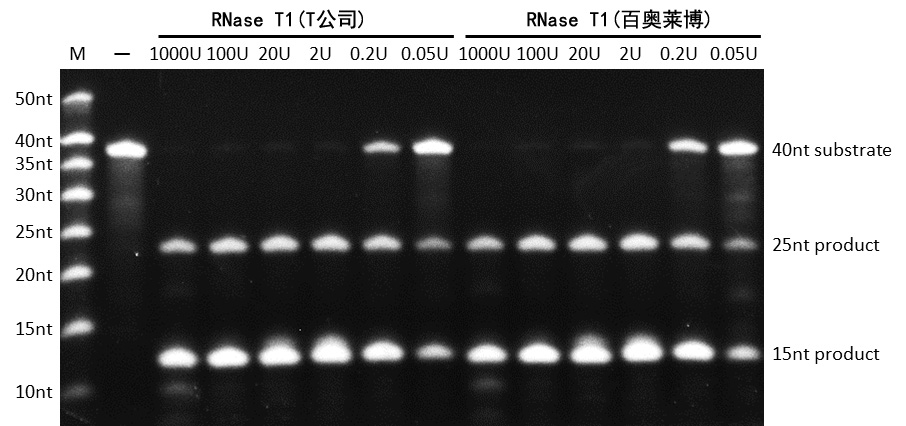 RNase T1