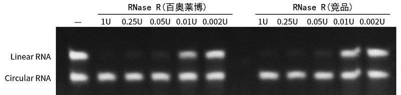 RNase R