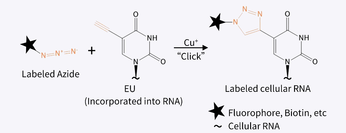 RNA合成检测试剂盒(EU-AF594)检测原理图