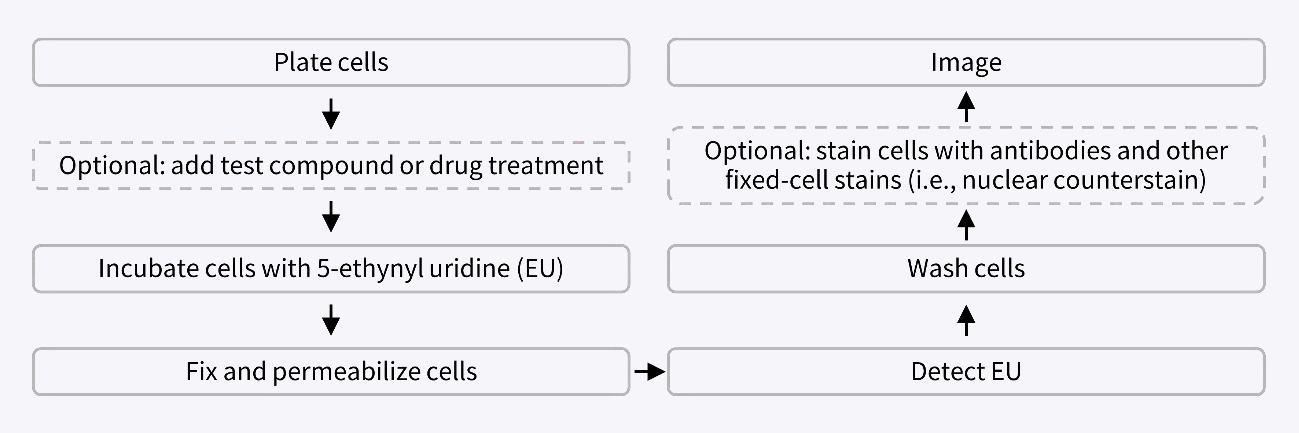 RNA合成检测试剂盒操作流程图