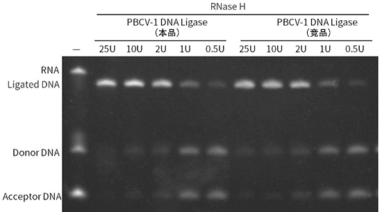 PBCV-1 DNA连接酶