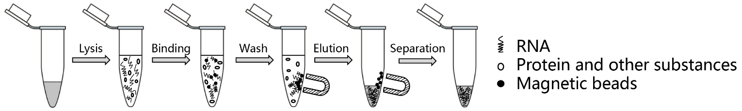 磁珠法动物RNA提取试剂盒