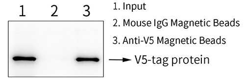 磁珠法免疫沉淀试剂盒(V5标签蛋白)