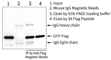磁珠法免疫沉淀试剂盒(Flag标签)