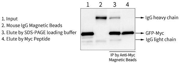 磁珠法免疫沉淀试剂盒(Myc标签蛋白)