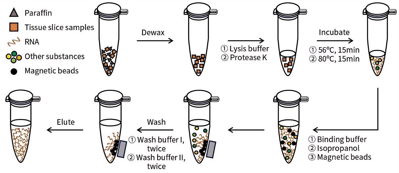 石蜡包埋组织RNA提取试剂盒(磁珠法)