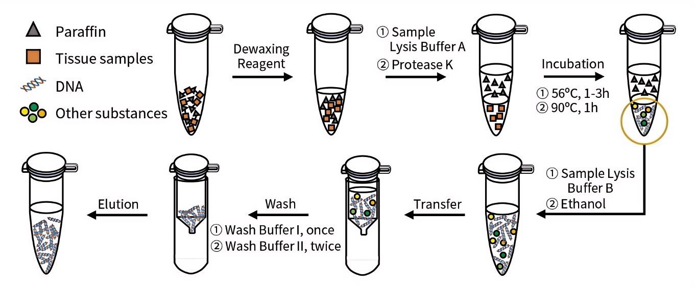 石蜡包埋组织基因组DNA提取试剂盒
