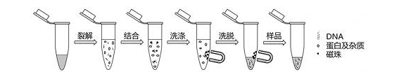 磁珠法质粒小量提取试剂盒