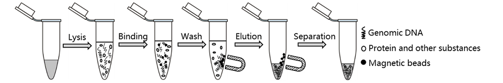 磁珠法基因组DNA小量提取试剂盒