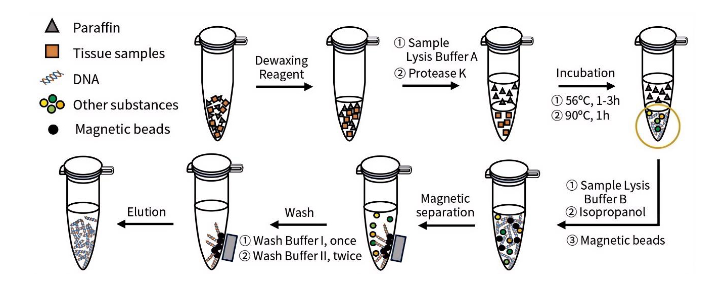 石蜡包埋组织基因组DNA提取试剂盒(磁珠法)