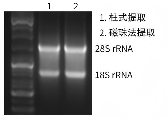 磁珠法血液RNA提取试剂盒