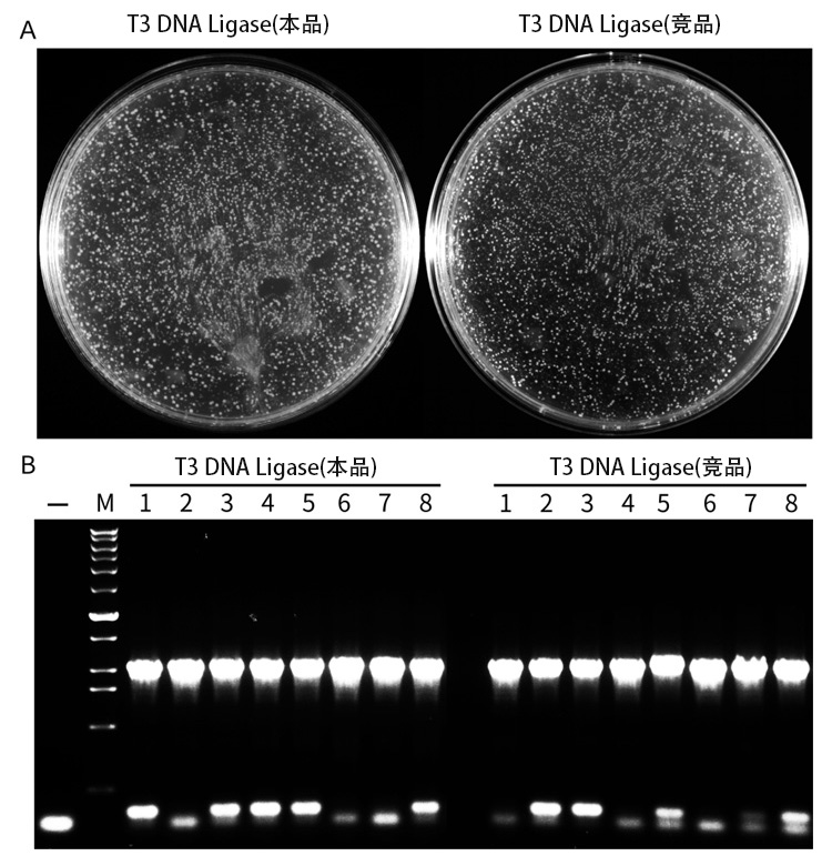 T3 DNA连接酶