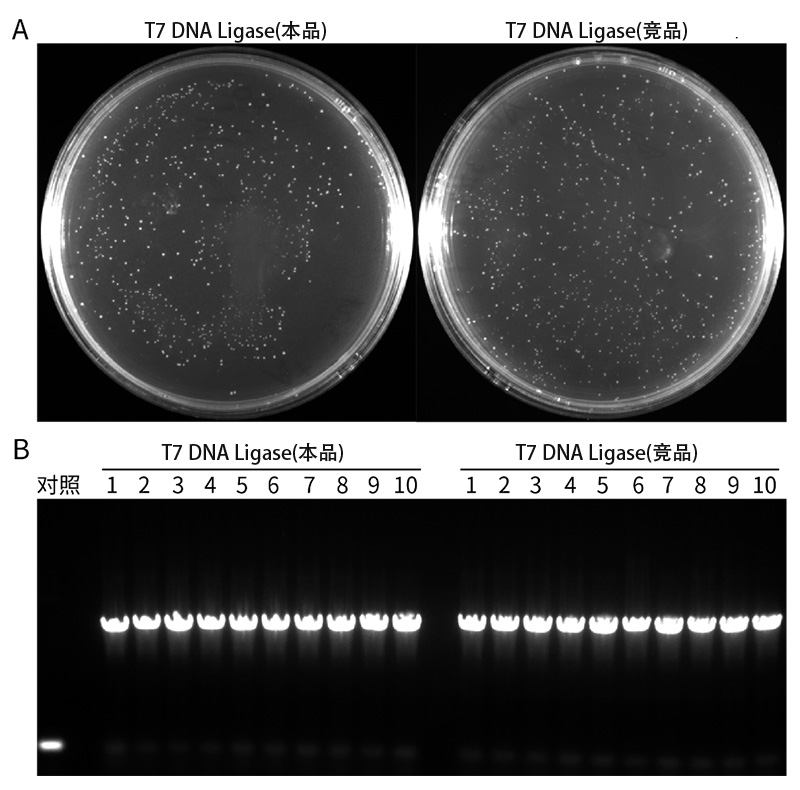 T7 DNA连接酶
