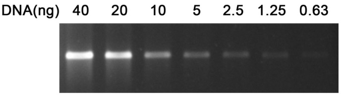 6×DNA上样缓冲液(红色荧光)