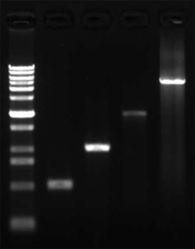 6×DNA上样缓冲液(LoadRed，红色荧光)