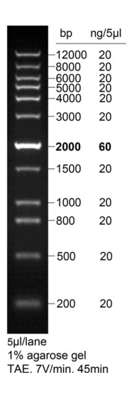 DNA Ladder(0.2～12kb，红色荧光)