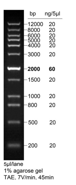 DNA Ladder(0.2～12kb，绿色荧光)