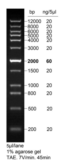 DNA Ladder(0.2～12kb,LoadRed，红色荧光)