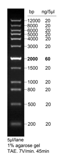DNA Ladder(0.2～12kb,LoadRed，绿色荧光)