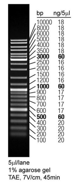 DNA Ladder(0.1～10kb，红色荧光)