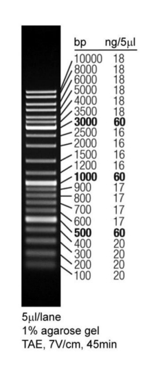 DNA Ladder(0.1～10kb,LoadRed，红色荧光)