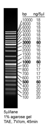 DNA Ladder(0.1～10kb,LoadRed，绿色荧光)