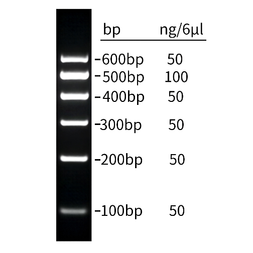 DNA Ladder(100～600bp)