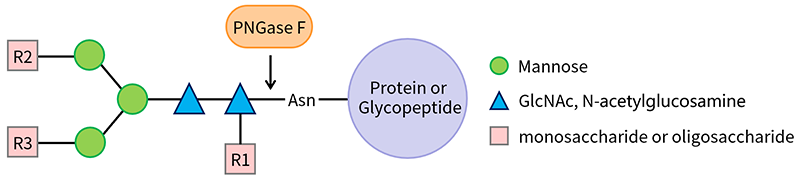 去糖基化酶(PNGase F)