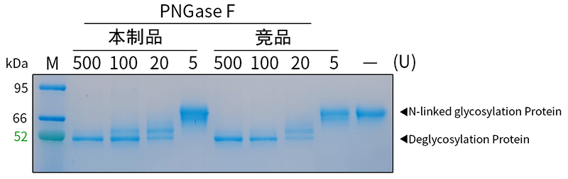 去糖基化酶(PNGase F)