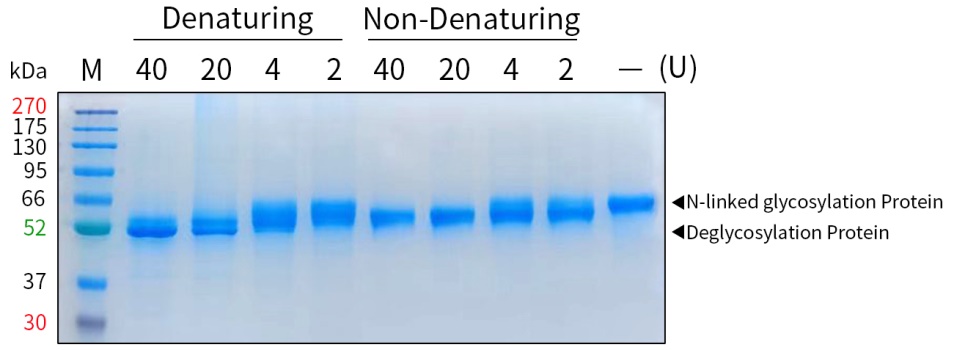 去糖基化酶(PNGase F)