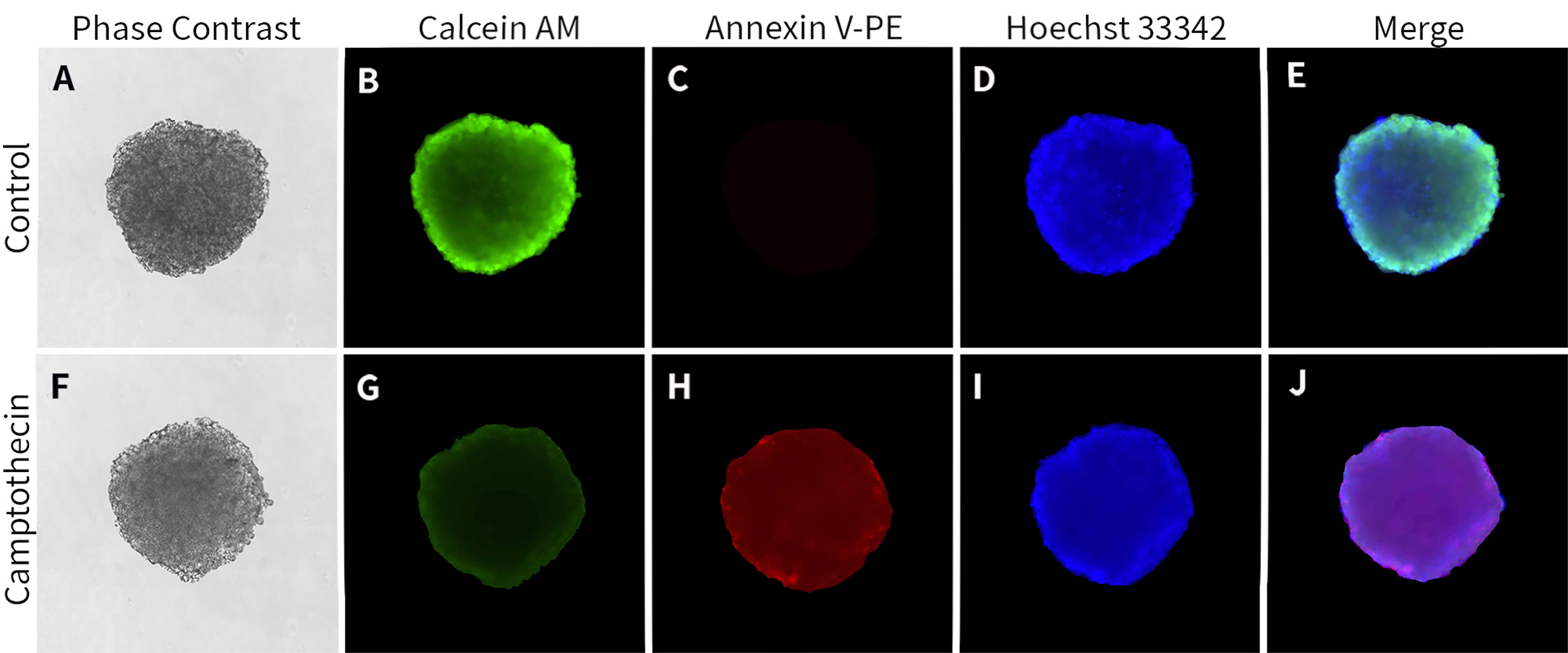 3D细胞凋亡检测试剂盒(Annexin V-PE) 3D细胞凋亡检测试剂盒(Annexin V-PE)